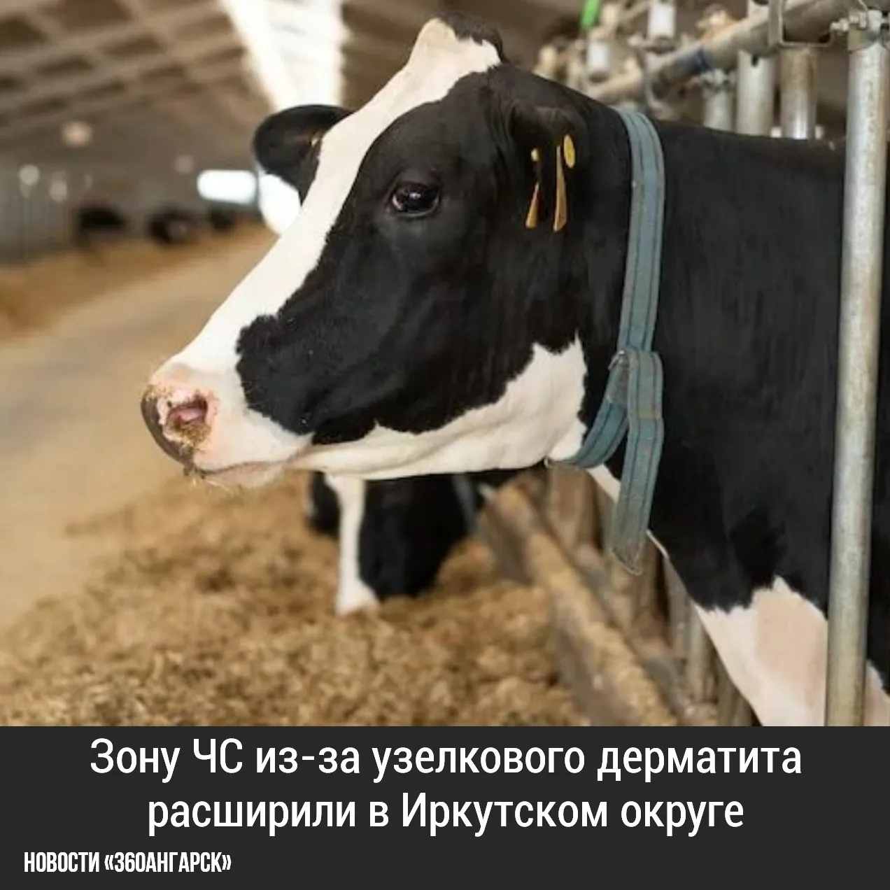 Зону ЧС из-за узелкового дерматита расширили в Иркутском округе.
