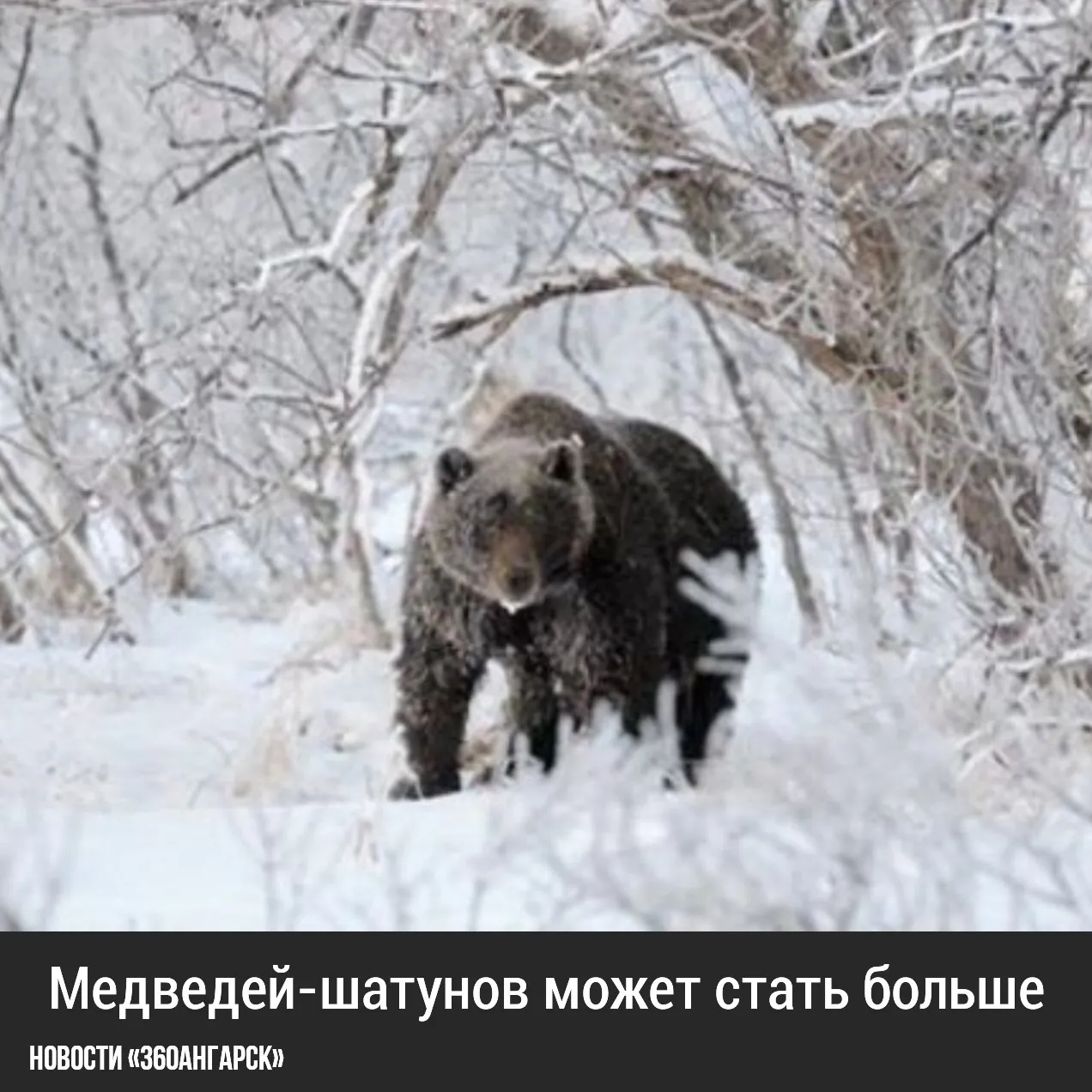 Медведей-шатунов может стать больше. Из-за нехватки корма и проблем с контролем охотничьих угодий медведи всё чаще приближаются к людям, считает директор Алтайского биосферного заповедника.