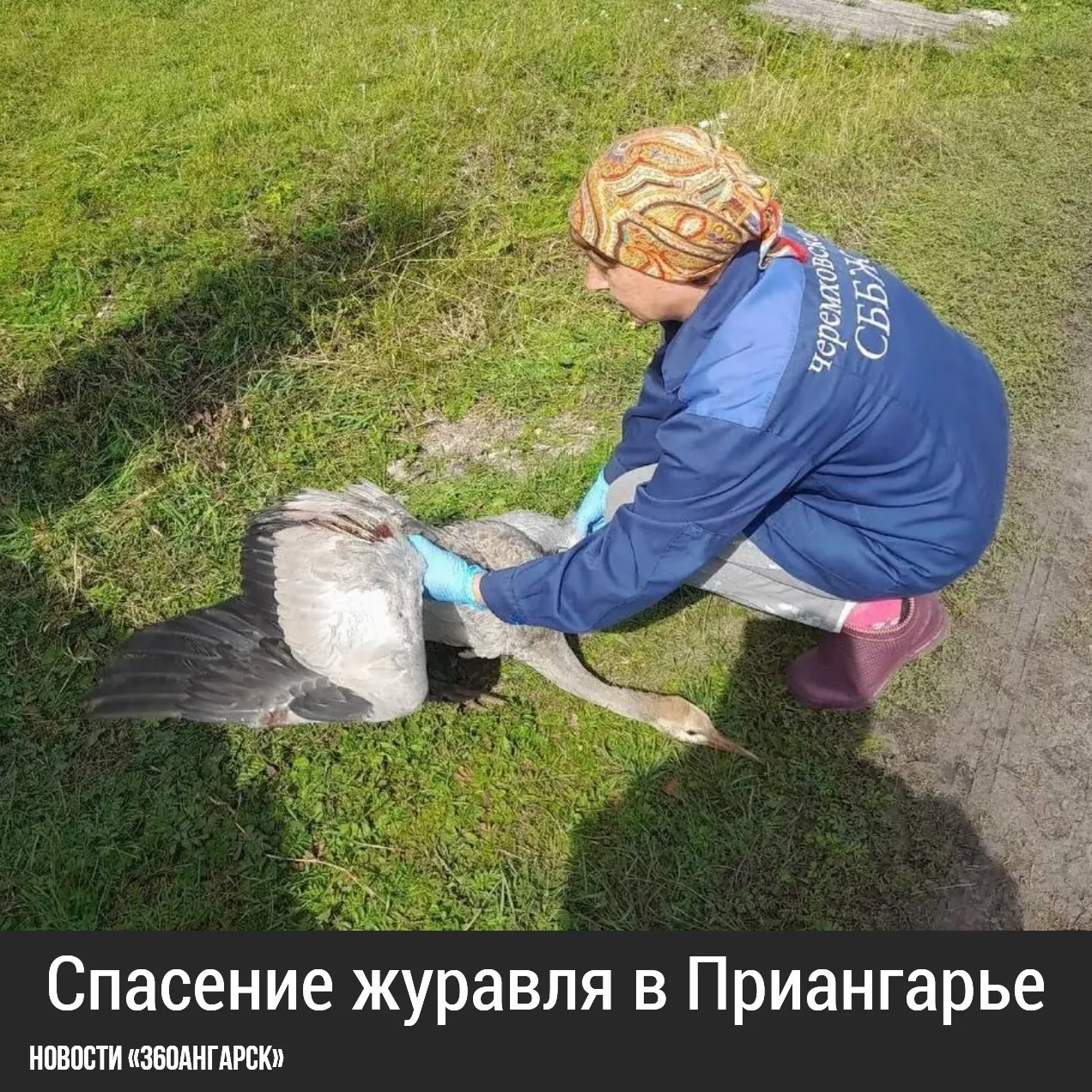 На пастбище в селе Голуметь местный житель обнаружил серого журавля с серьезными травмами. Птицу немедленно доставили на ветеринарный участок Черемховской станции по борьбе с болезнями животных.