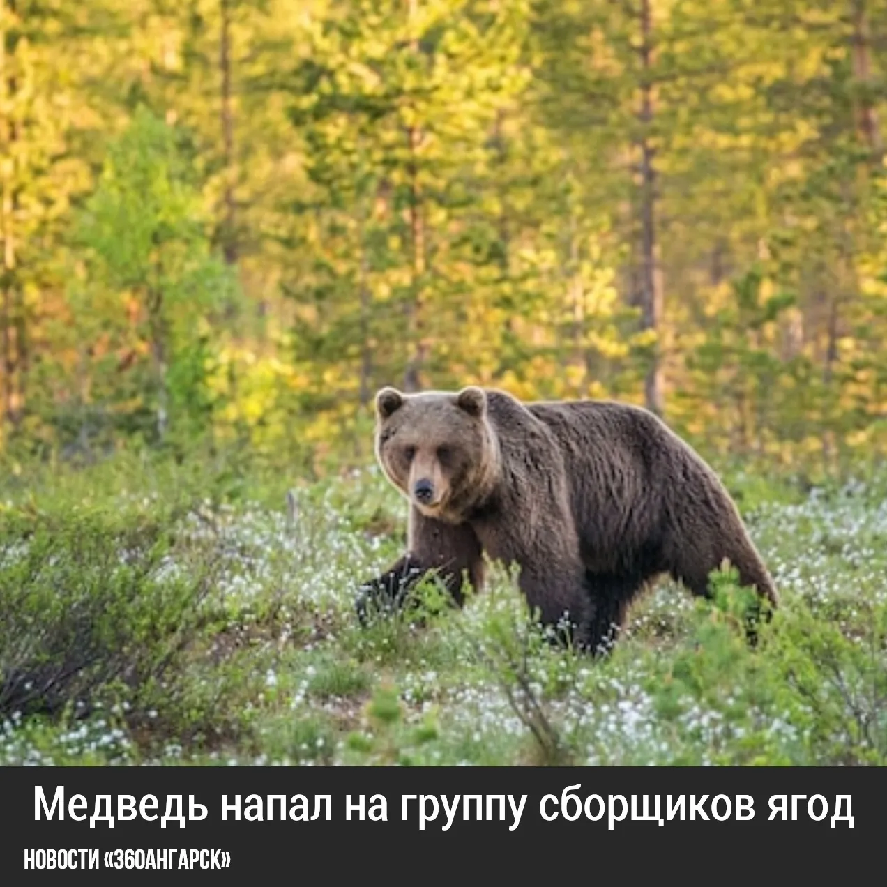 В Приангарье произошел трагический инцидент: медведь напал на группу сборщиков ягод, в результате чего двое мужчин, 55 и 65 лет, погибли. Третий участник, лесник, смог отразить атаку хищника и вызвать помощь.
