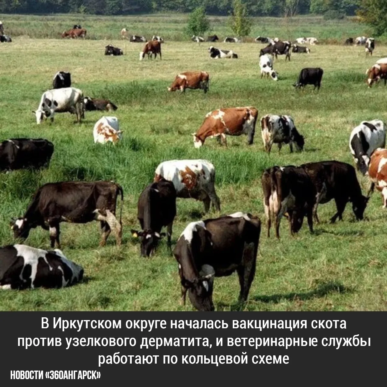 В Иркутском округе началась вакцинация скота против узелкового дерматита, и ветеринарные службы работают по кольцевой схеме. Специалисты движутся от внешних границ к центру вспышки заболевания, чтобы остановить распространение вируса.