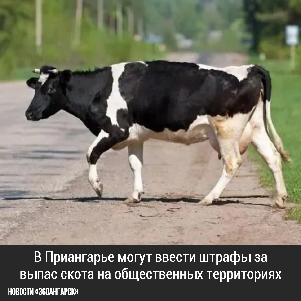 В Приангарье могут ввести штрафы за выпас скота на общественных территориях. Ассоциация муниципальных образований Иркутской области предложила установить административную ответственность за прогон сельскохозяйственных животных в неподходящих местах, таких как придомовые участки, газоны и детские пло