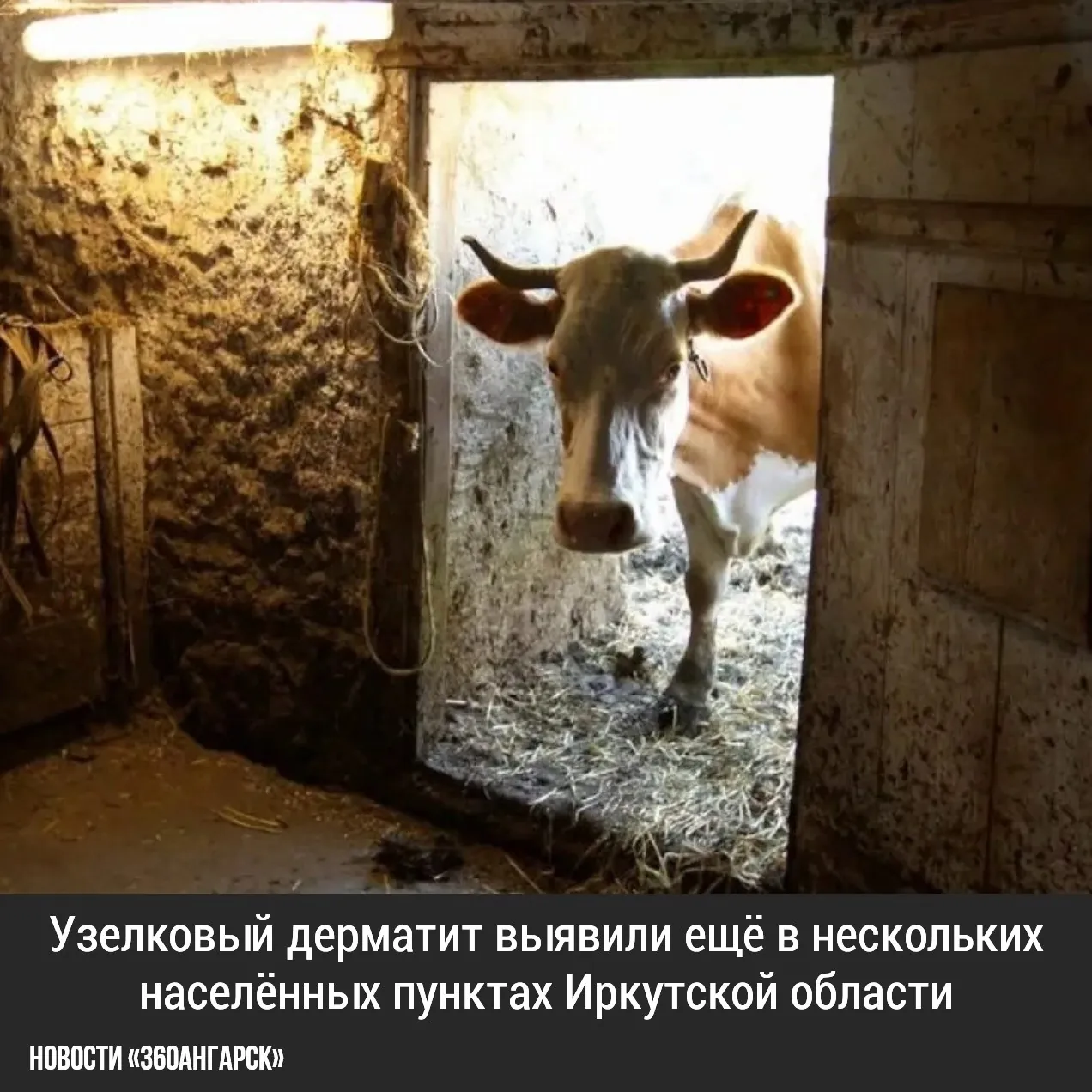 Узелковый дерматит выявили ещё в нескольких населённых пунктах Иркутской области