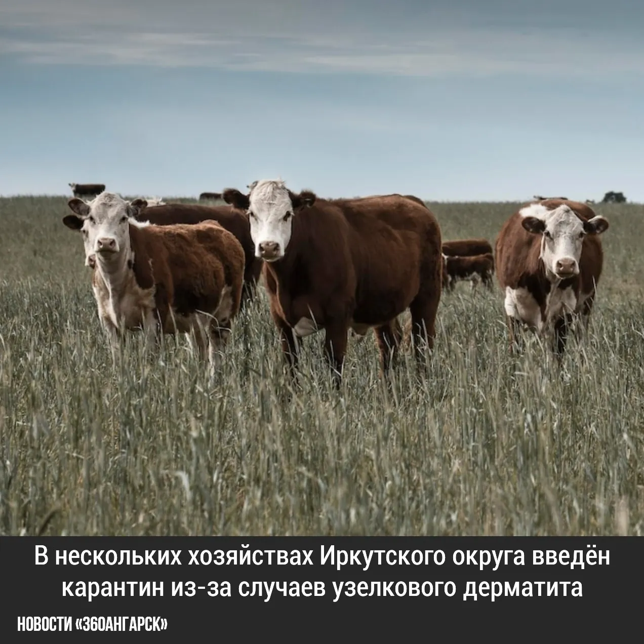 В нескольких хозяйствах Иркутского округа введён карантин из-за случаев узелкового дерматита.