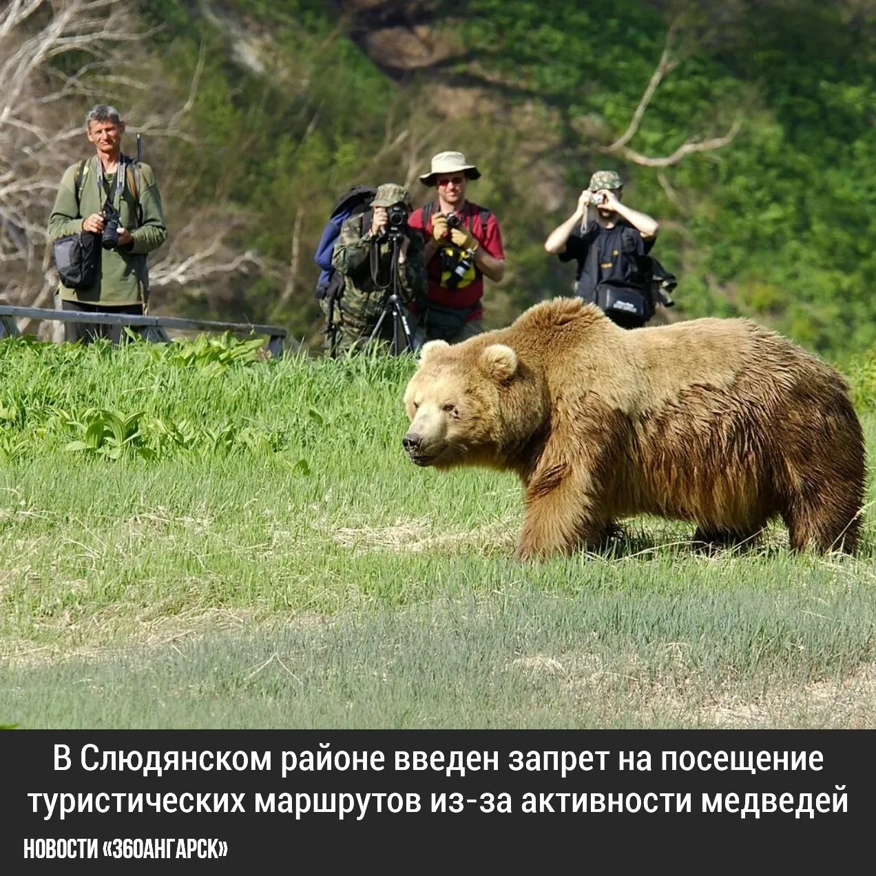 В Слюдянском районе введен запрет на посещение туристических маршрутов из-за активности медведей.
