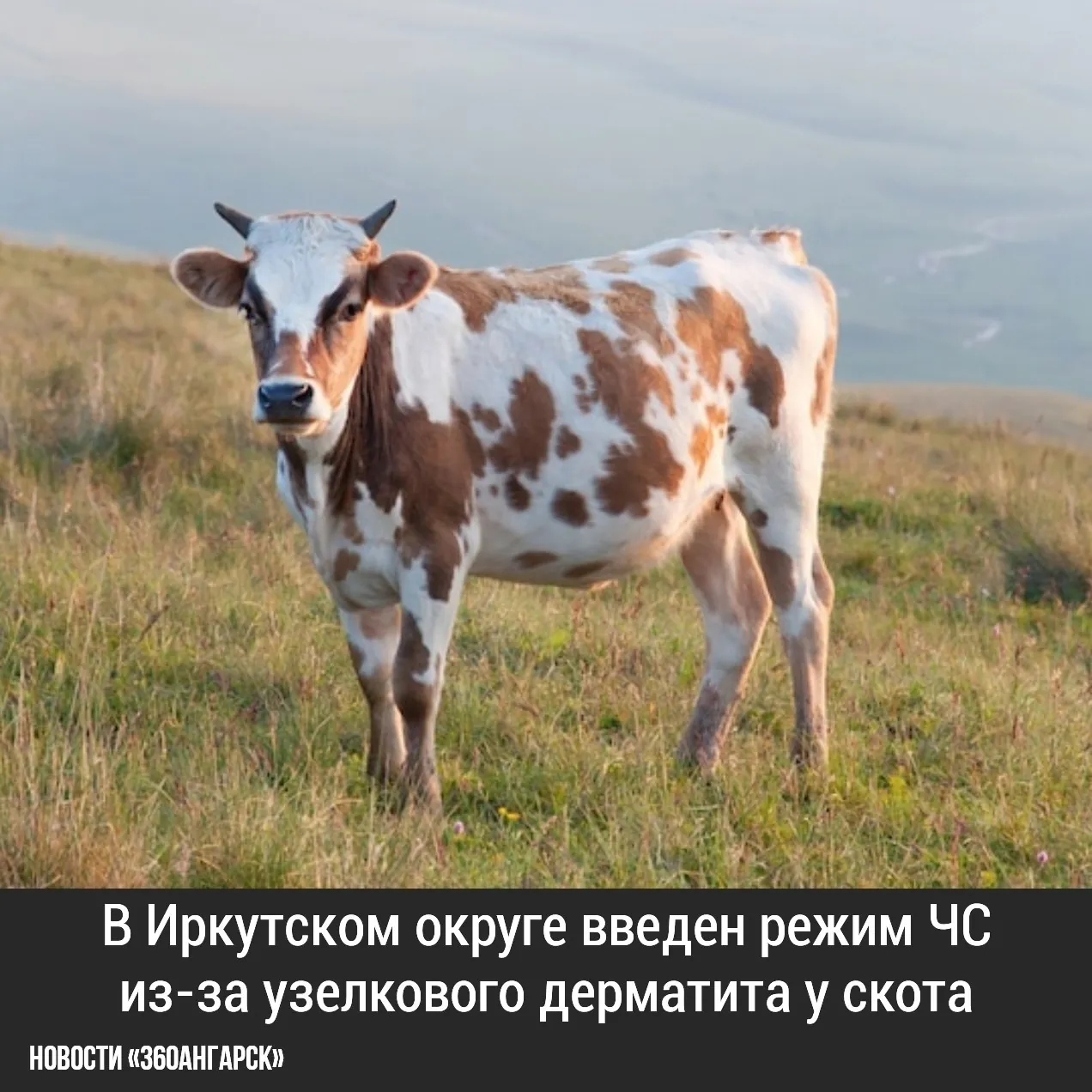 В Иркутском округе введен режим ЧС из-за узелкового дерматита у скота. Зараженные деревни — Бутырки и Коты. На 5 сентября выявлено восемь очагов инфекции, причиной распространения стал нелегальный ввоз животных.