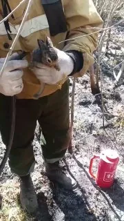 В Иркутской области лесные пожарные спасли зайчонка. Во время тушения лесного пожара специалисты осматривали границу огня и заметили маленького зайца. Зверёк был напуган, а его шерсть успела слегка обгореть.