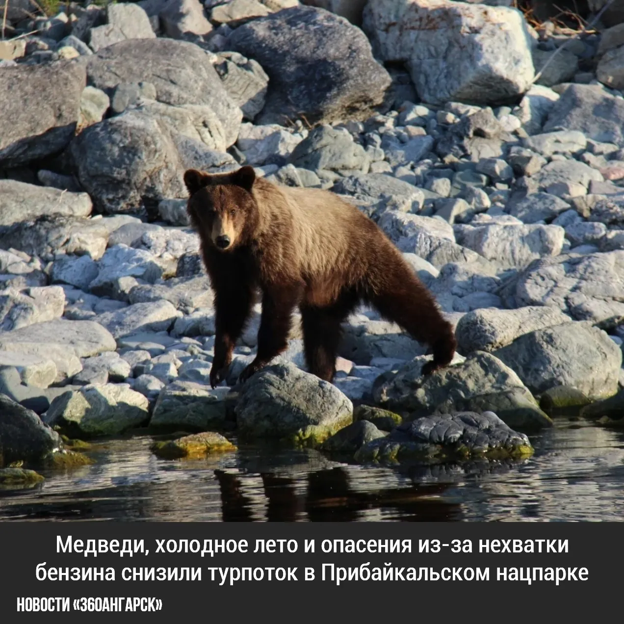 Медведи, холодное лето и опасения из-за нехватки бензина снизили турпоток в Прибайкальском нацпарке.