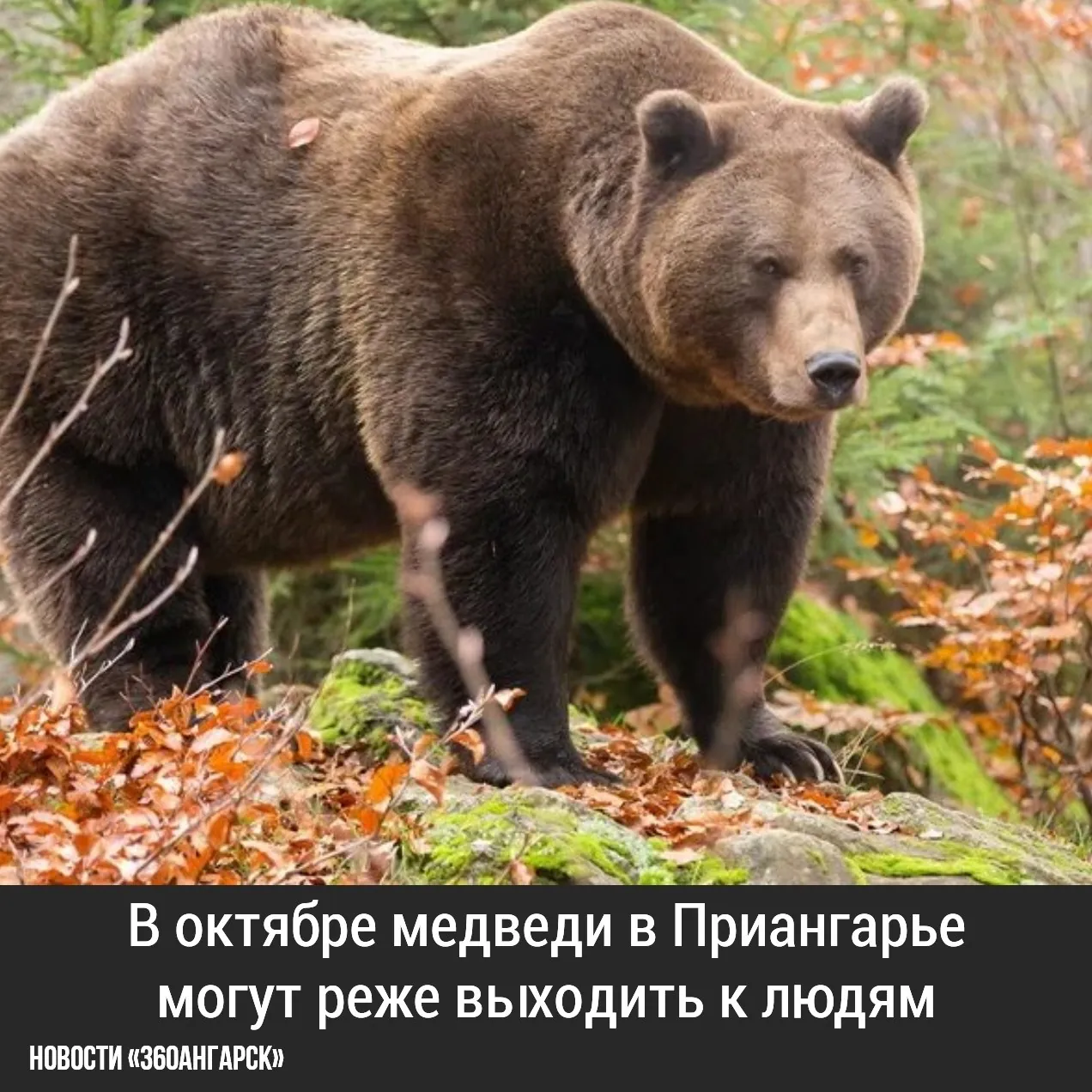 В октябре медведи в Приангарье могут реже выходить к людям.