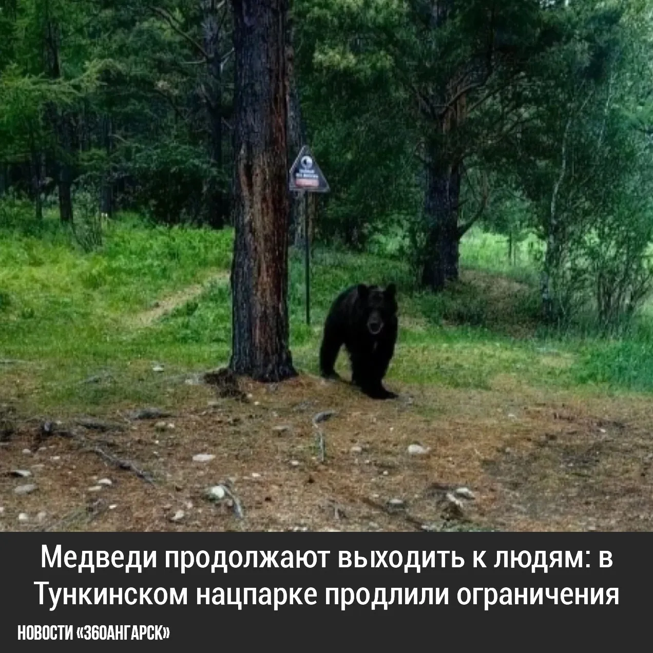 Медведи продолжают выходить к людям: в Тункинском нацпарке продлили ограничения.