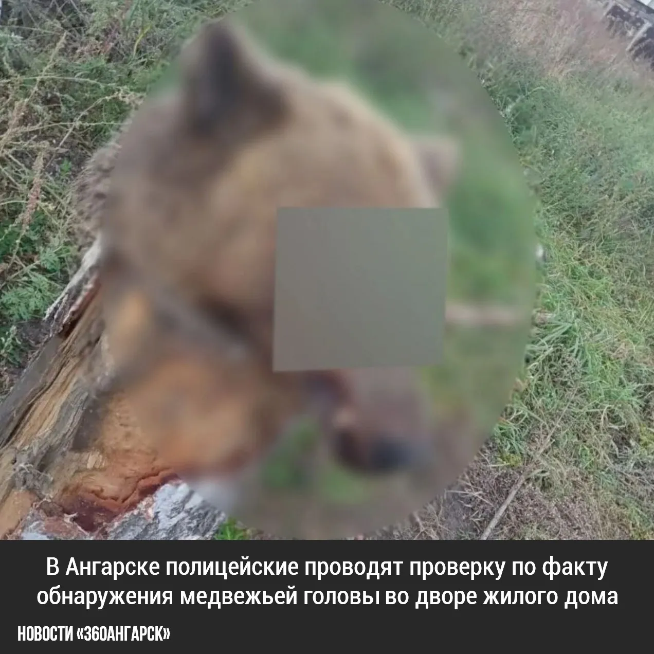 В Ангарске полицейские проводят проверку по факту обнаружения медвежьей головы во дворе жилого дома.